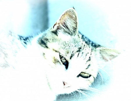 Кіт завжди шукає смачну сметану:)