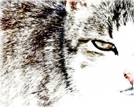 Кіт завжди шукає смачну сметану:)