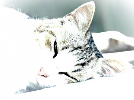 Кіт завжди шукає смачну сметану:)