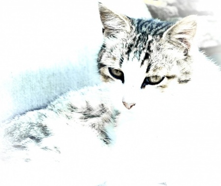 Кіт завжди шукає смачну сметану:)